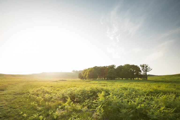 contentnea farms - sunny pasture