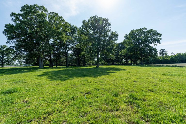 FAQs page - sunny field with trees