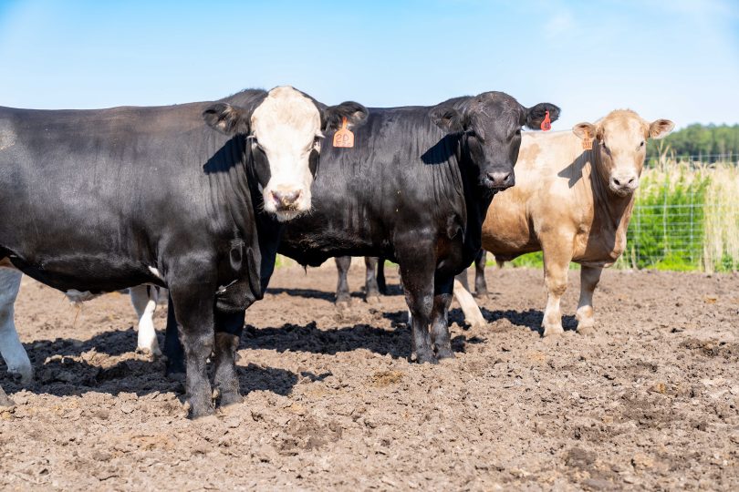 Home page - Close up of cow herd