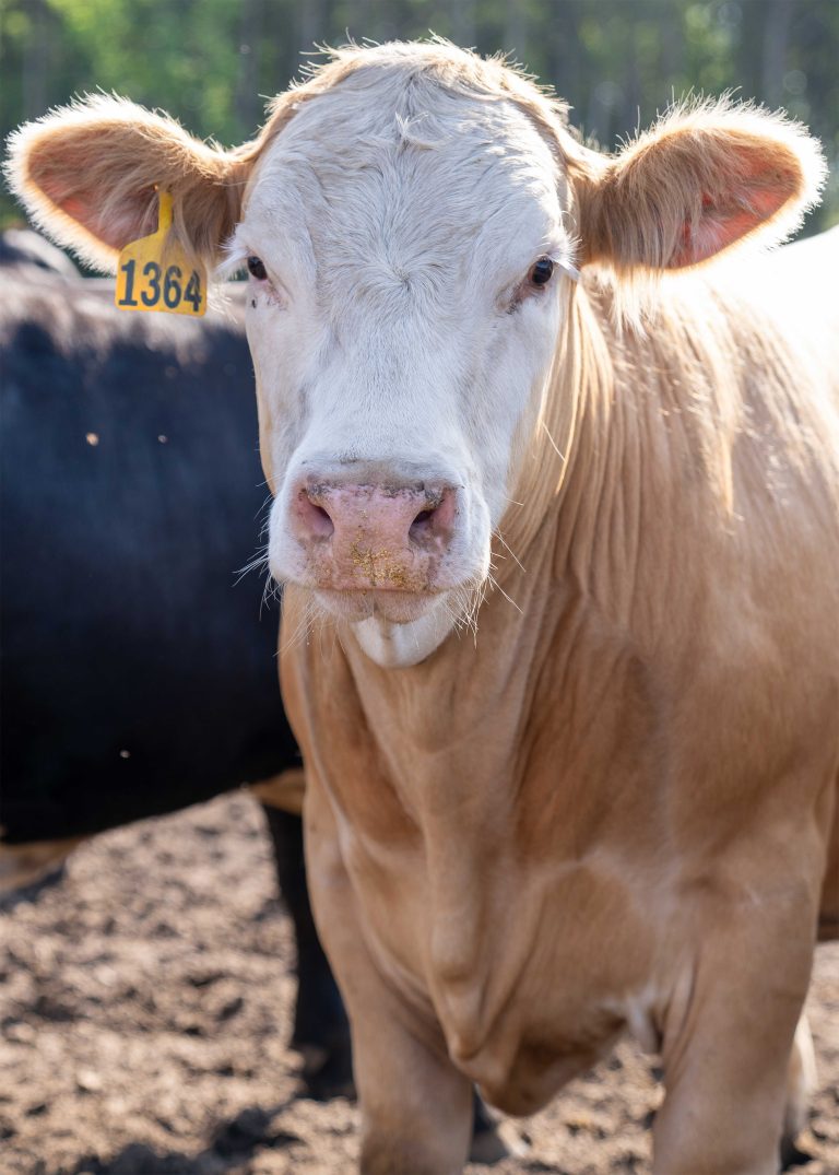 Contentnea Farms - close up of cow