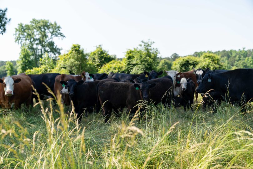 Home page - cow herd grazing