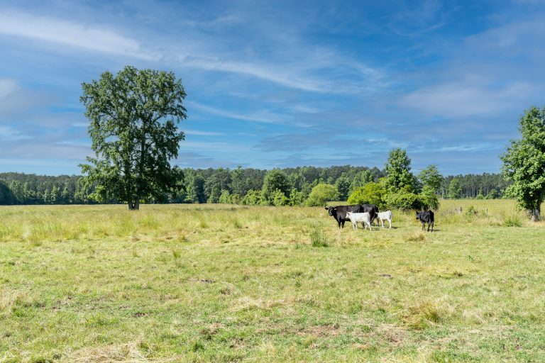 Contentnea Farms - field with cows grazing